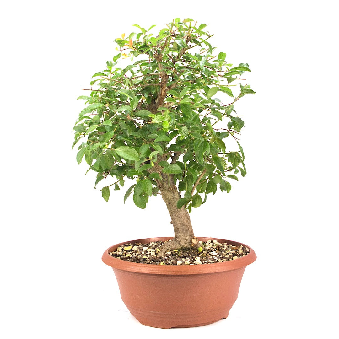 Schwarzdorn 'Prunus spinosa'